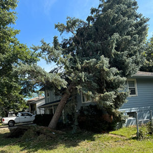 Papillion_damage_D_02_20240803_154227160_iOS